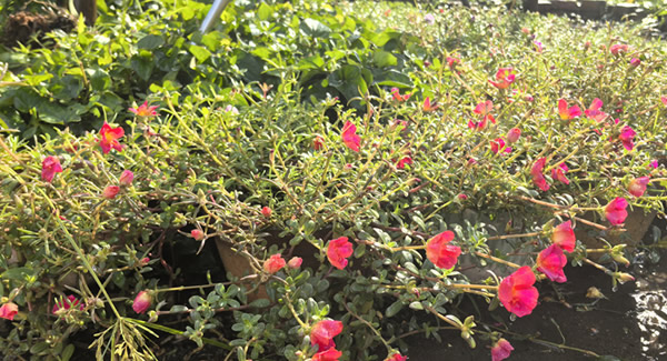 來自廣有五金的早會——美麗而溫馨的邂逅|廣有五金&東莞合頁?